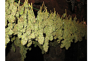 how to dry weed