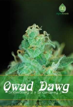 Qwad Dawg Regular