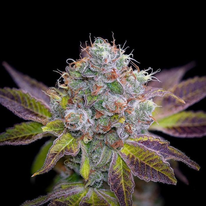 BC Bud Depot Girl Scout Cookies Feminized Seeds