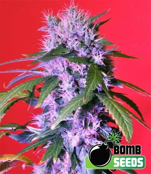 Bomb Seeds - Berry Bomb Regular 