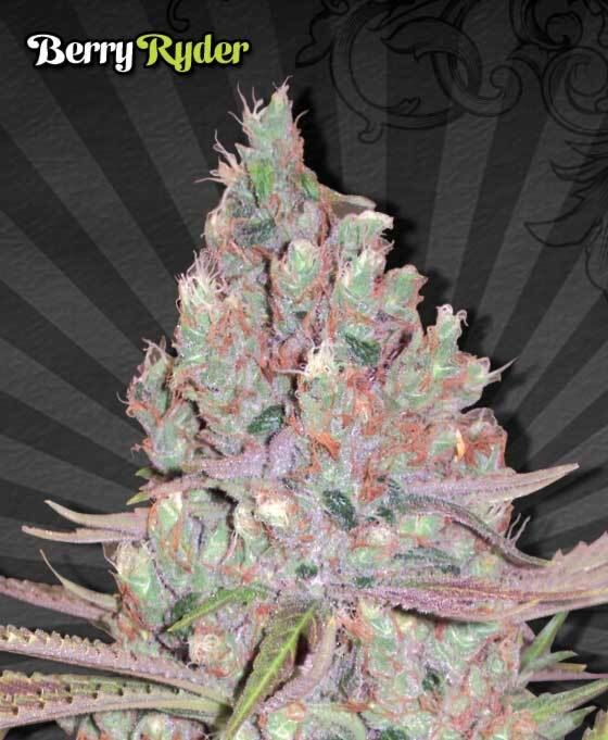 Auto Seeds Berry Ryder Automatic Feminized Seeds