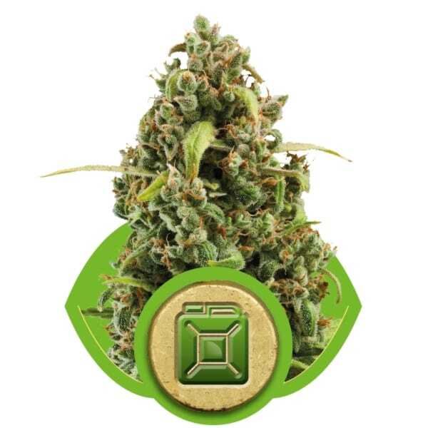 Royal Queen Seeds - Diesel Automatic 
