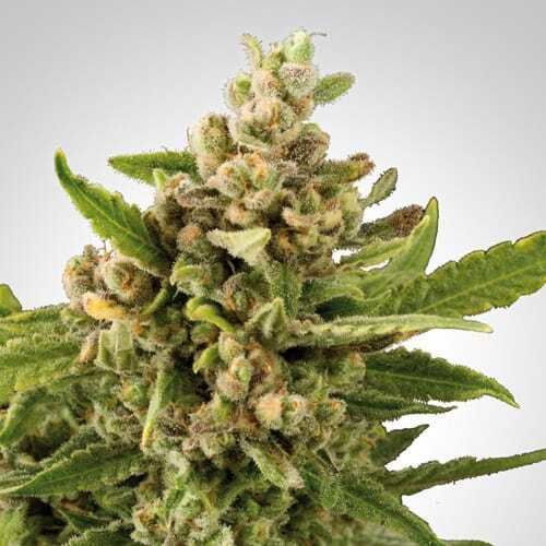 Freedom Seeds White Witch