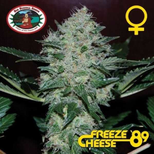 Big Buddha Freeze Cheese '89 Feminised Seeds