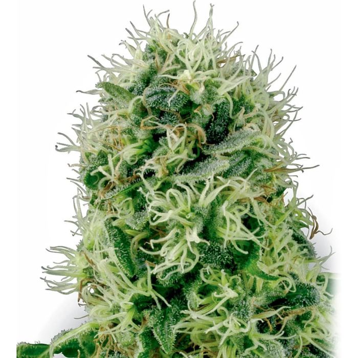 G13 Labs Pure Power Feminized Seeds