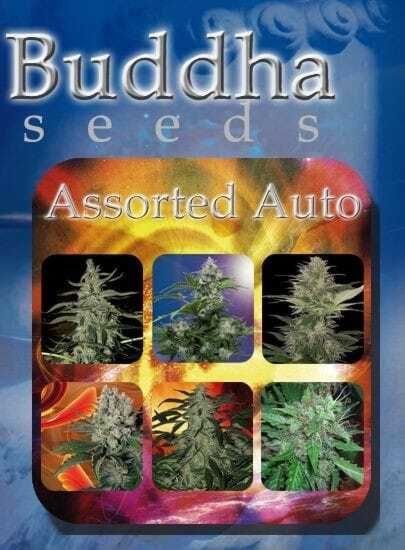 Buddha Seeds Assorted Auto Feminised Mix