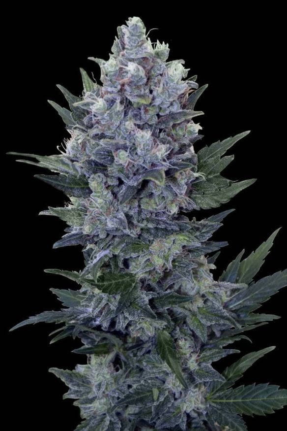 Royal Queen Seeds Northern Light Automatic Feminised Seeds