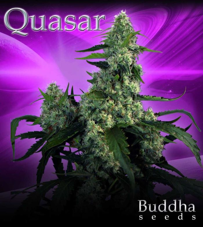 Buddha Seeds Quasar Feminised