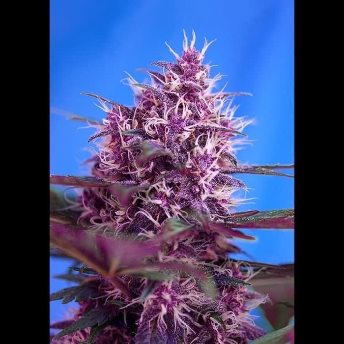 Sweet Seeds Red Poison Auto Fem