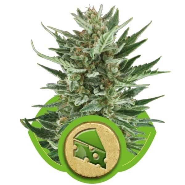 Royal Queen Seeds - Royal Cheese Automatic