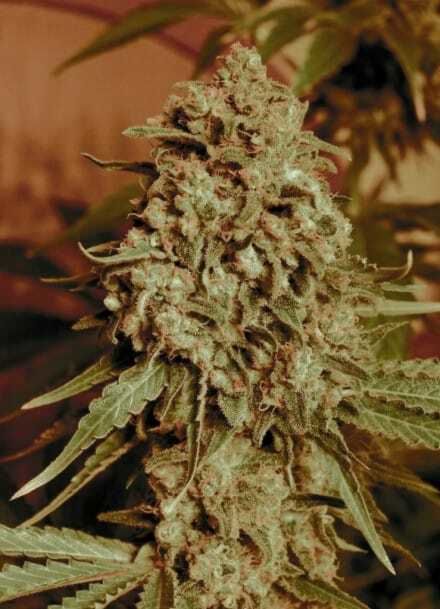Advanced Seed Banks Feminized Collection #2 Seeds