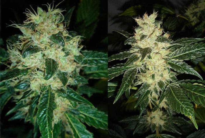Resin Seeds Sour P Feminised Seeds