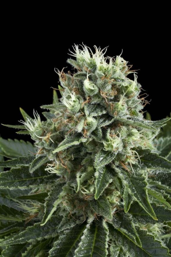 Royal Queen Seeds White Widow Feminised Seeds