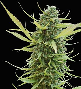 World of Seeds Colombian Gold Feminised Seeds