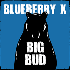 Blueberry x Big Bud