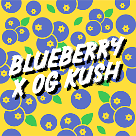 Blueberry x OG Kush