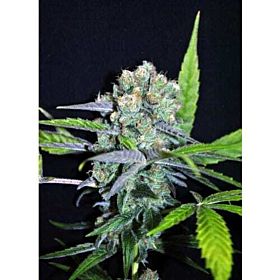 Mixes & Collections | Quality Cannabis Seed Collection Packs From ...