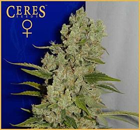 Ceres Seeds White Widow Feminised Seeds