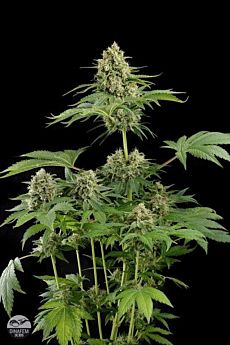 Dinafem Moby Dick Automatic Feminised Seeds