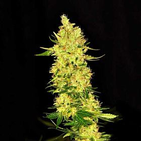 Dready Seeds - NorthernCheese Fem