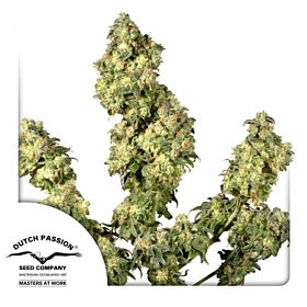 Dutch Passion Ultra Skunk Feminised Seeds