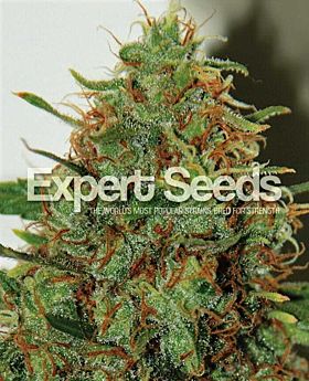 Expert Seeds Expert Haze Fem