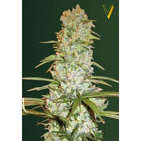 Victory Seeds Red Russian XXL Fem