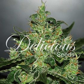 Delicious Seeds - Critical Jack Herer Auto