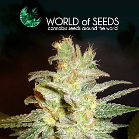 world of seeds Northern Light x Big Bud