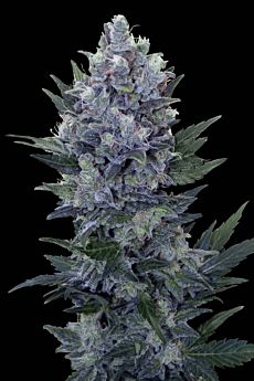 Royal Queen Seeds Northern Light Automatic Feminised Seeds