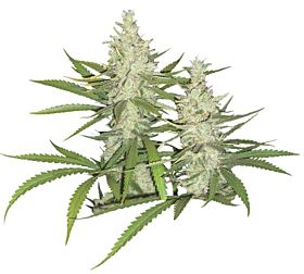 Dutch Passion Outlaw Amnesia Feminised Seeds