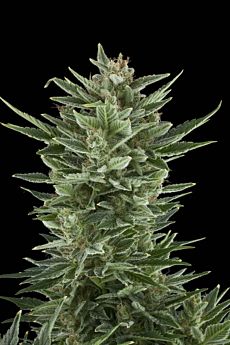 Royal Queen Seeds Quick One Automatic Feminised Seeds
