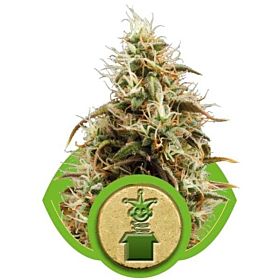 Royal Queen Seeds - Royal Jack Automatic