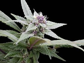 Royal Queen Seeds Royal Bluematic Automatic Feminised Seeds