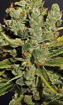 Royal Queen Seeds Royal Cheese Feminised Seeds