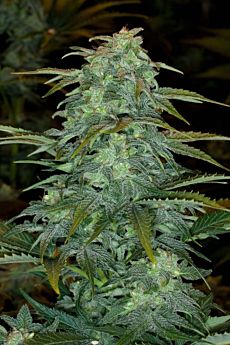 Royal Queen Seeds Royal Haze Automatic Feminised Seeds