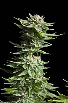 Royal Queen Seeds Shining Silver Haze Feminised Seeds