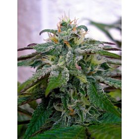 Reserva Privada | Cannabis Seedbank at SeedSupreme