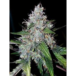 Buy Critical Mass Collective Auto Monster Mass Feminized Seeds by ...