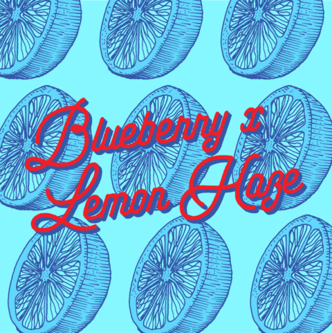 Blueberry x Lemon Haze Autoflower