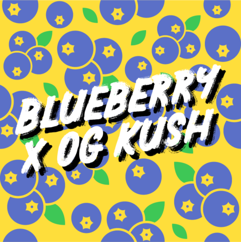 Blueberry x OG Kush Feminized