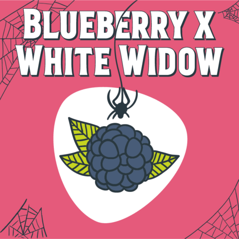 Blueberry x White Widow Feminized Seeds