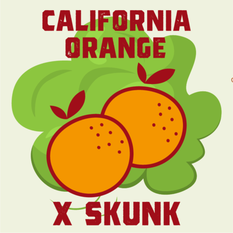California Orange x Skunk Feminized