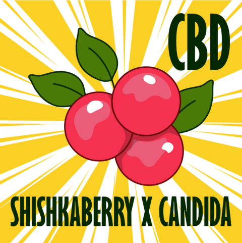 CBD Shishkaberry x Candida Fast Version