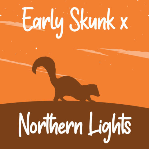 Early Skunk x Northern Lights Feminized Seeds