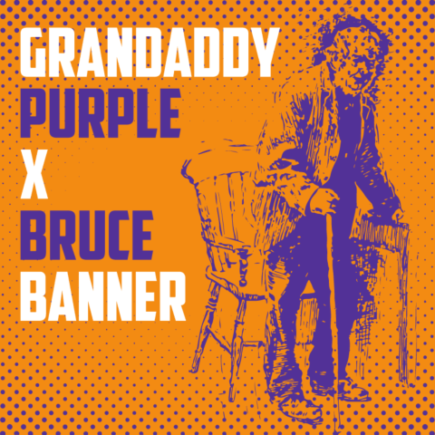 Grandaddy Purple x Bruce Banner Feminized