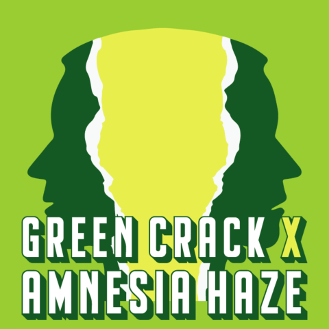 Green Crack x Amnesia Haze Feminized Seeds