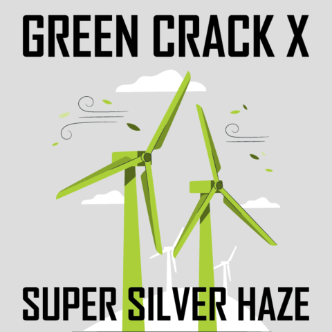 Green Crack x Super Silver Haze Feminized Seeds