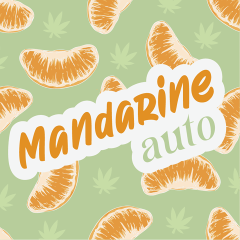 Cream Mandarine Autoflower Seeds