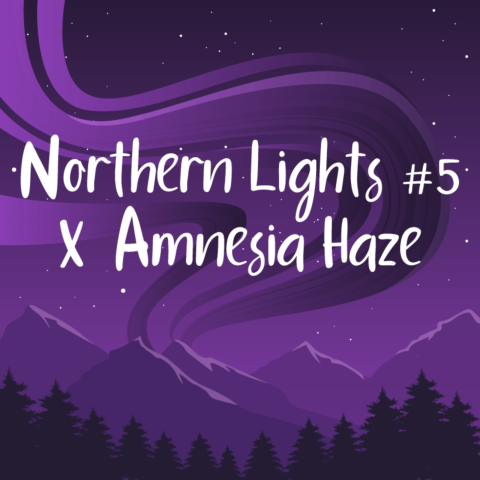 Northern Lights #5 x Amnesia Haze Feminized